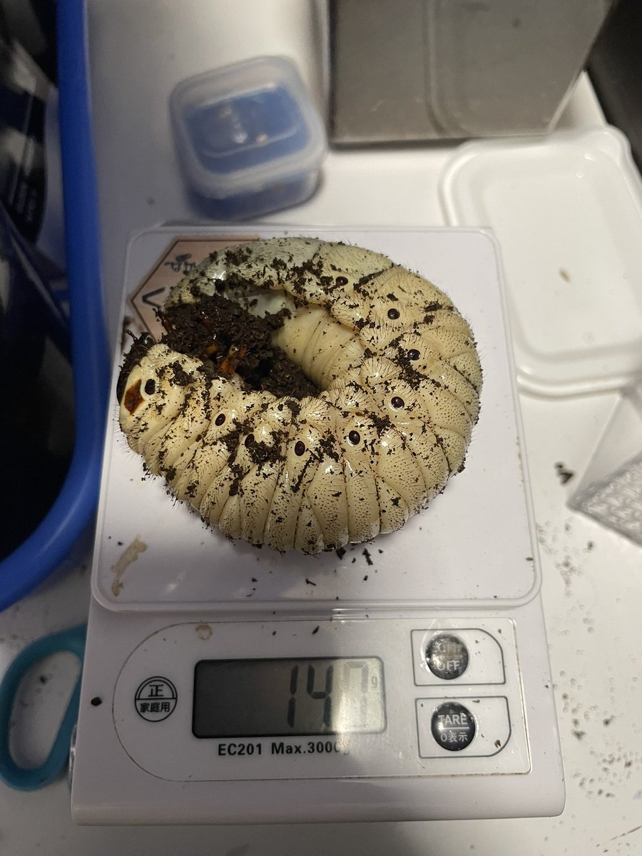 bubu_tyan66's tweet photo. ギアスssp

多分孵化1年ちょいくらいかな？
ゾウカブトだからでかい方なのかどうかわからんけど、個人的にでかいと思うのででかい() https://t.co/GJuPT5Nqt5