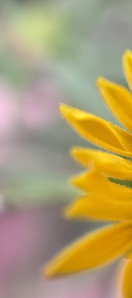 SunflowerEvryDy's tweet photo. First bloom on this sunflower 🤗 #firstLight https://t.co/BHySdES22s