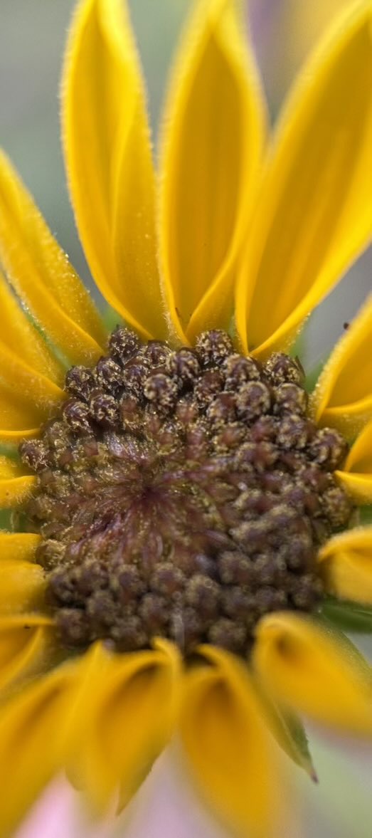 SunflowerEvryDy's tweet photo. First bloom on this sunflower 🤗 #firstLight https://t.co/BHySdES22s