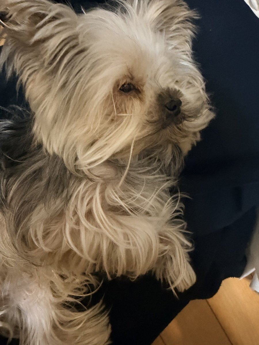 piyo___02's tweet photo. 【拡散希望】
知り合いの犬が脱走して見つかっていません🥲何が情報お持ちの方がいらっしゃれば教えてください��🏻‍♀️

・犬種:ヨークシャーテリア
・白と灰色の���ざった毛の色
・30cm程で小柄
・吠えることはほとんどなく大人しいです
・浜松市中央区で見たのが最後です

#拡散希望
#犬を探しています https://t.co/CD4oMtH4eR