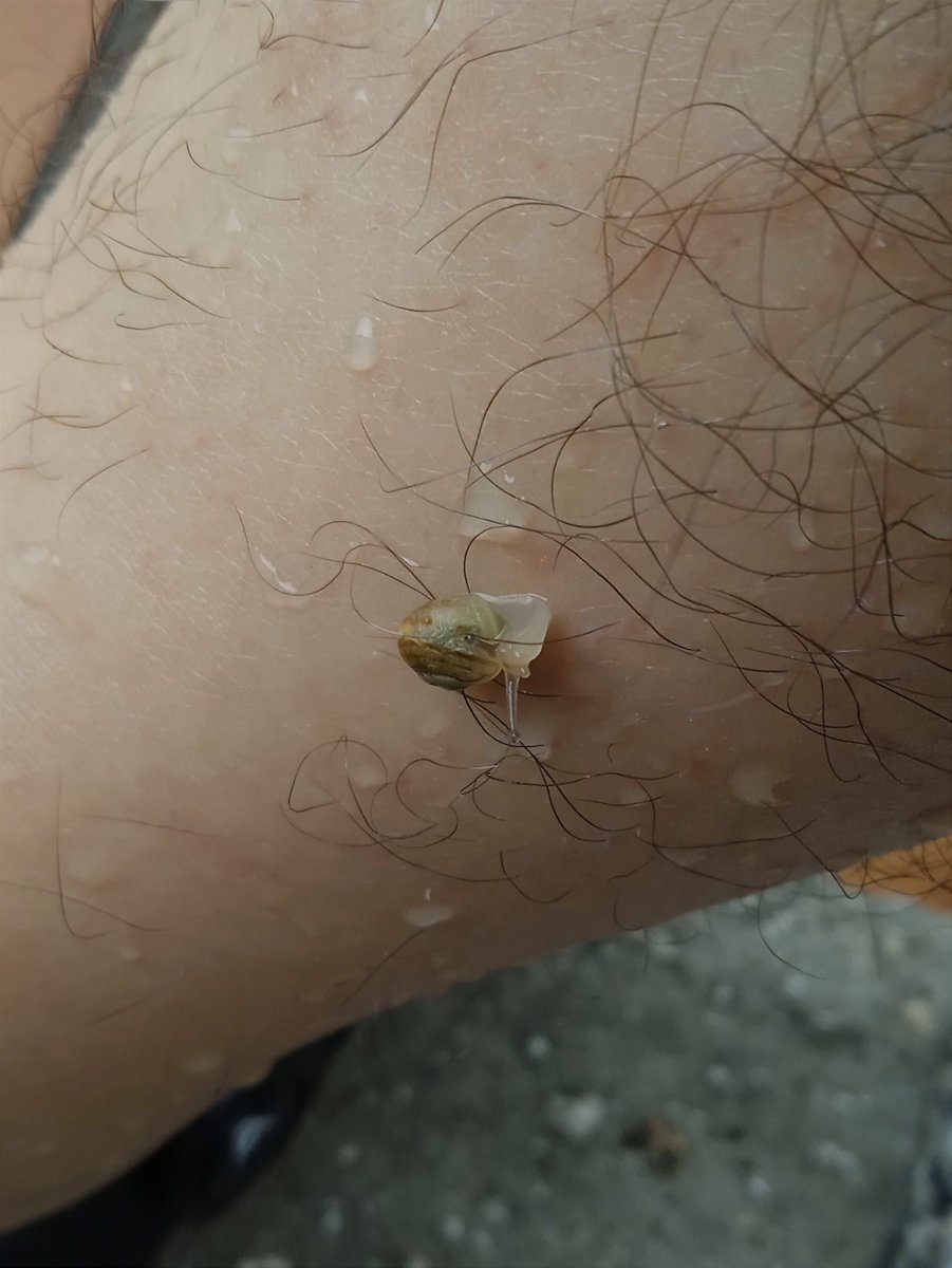 oceanicritter's tweet photo. I was out enjoying the soft rain &amp; felt a tickle on my leg... this is who was climbing it https://t.co/QD6h7EZ36w