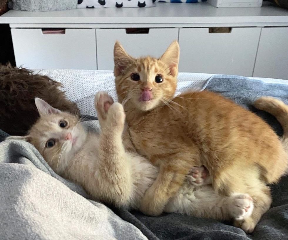 PostofcatsX's tweet photo. https://t.co/RlqGDBogFL