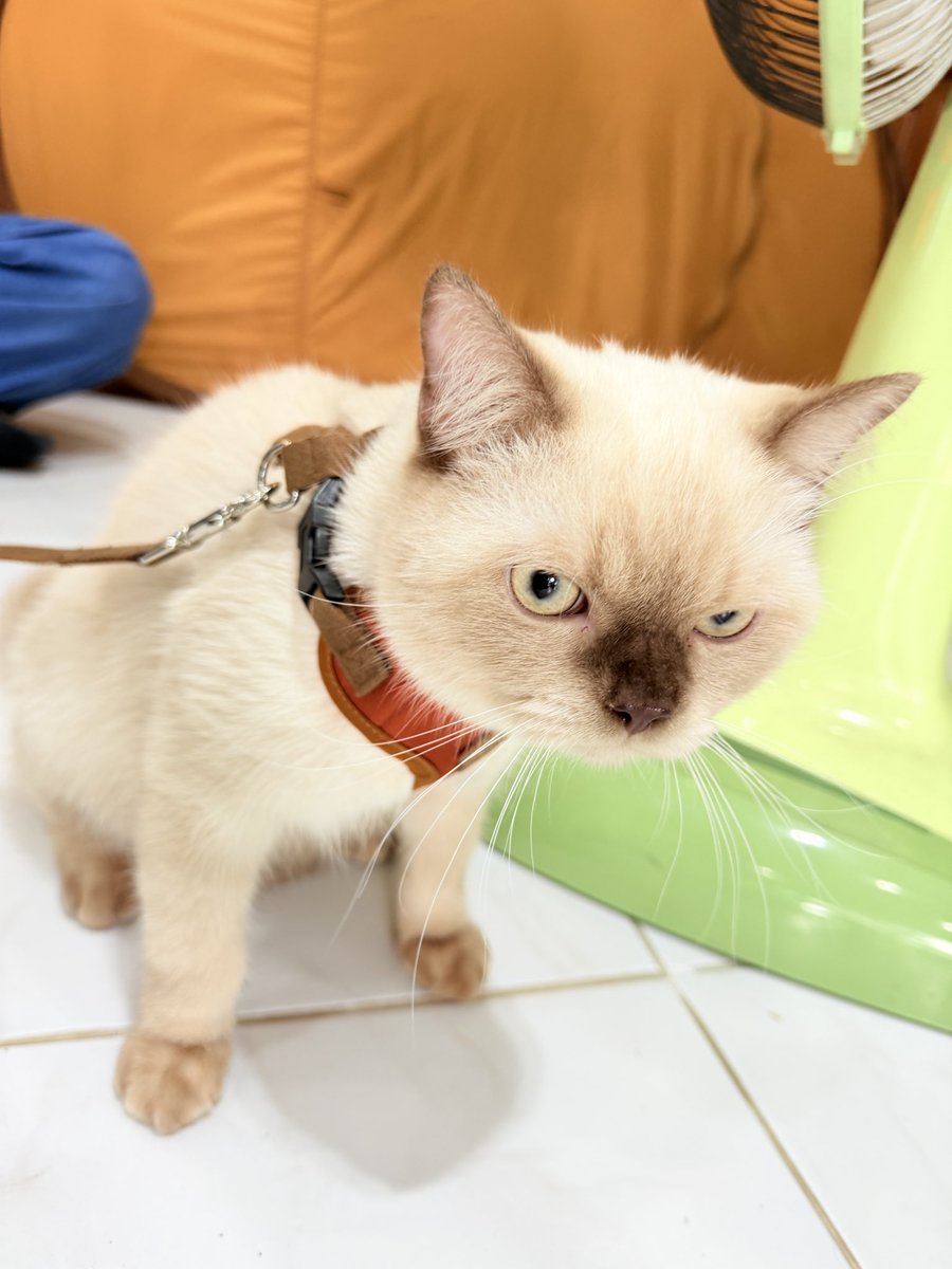 Lookkaeww_k's tweet photo. ไอต้าวววววของล้อม น่าร้ากกก เจ้าแรกพบ🐈💕

KHOM KHLANG EP6
#ข่มขลังตอนที่6
#lookkaewkamollak https://t.co/jLuNKTNVqa