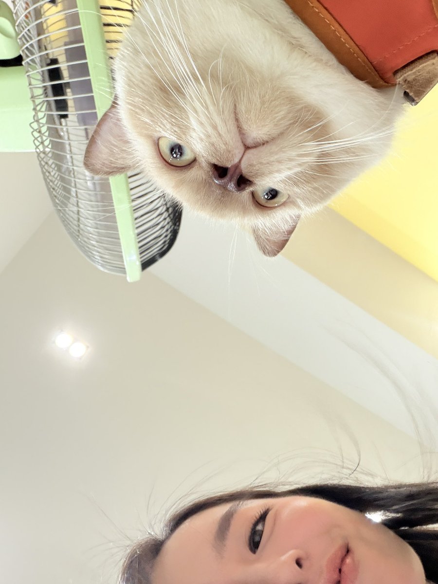 Lookkaeww_k's tweet photo. ไอต้าวววววของล้อม น่าร้ากกก เจ้าแรกพบ🐈💕

KHOM KHLANG EP6
#ข่มขลังตอนที่6
#lookkaewkamollak https://t.co/jLuNKTNVqa