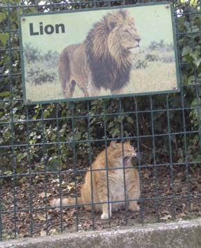 wing02831117's tweet photo. Idk how it hasnt bonded yet
The post already has 1.7m likes in a single day with many memes being created.
Cats resembling a large cat such as a lion, tiger, puma, leapord etc are all being meme'd behind cages
The Lion Cat is currently being posted all over X https://t.co/INLkmO97mi