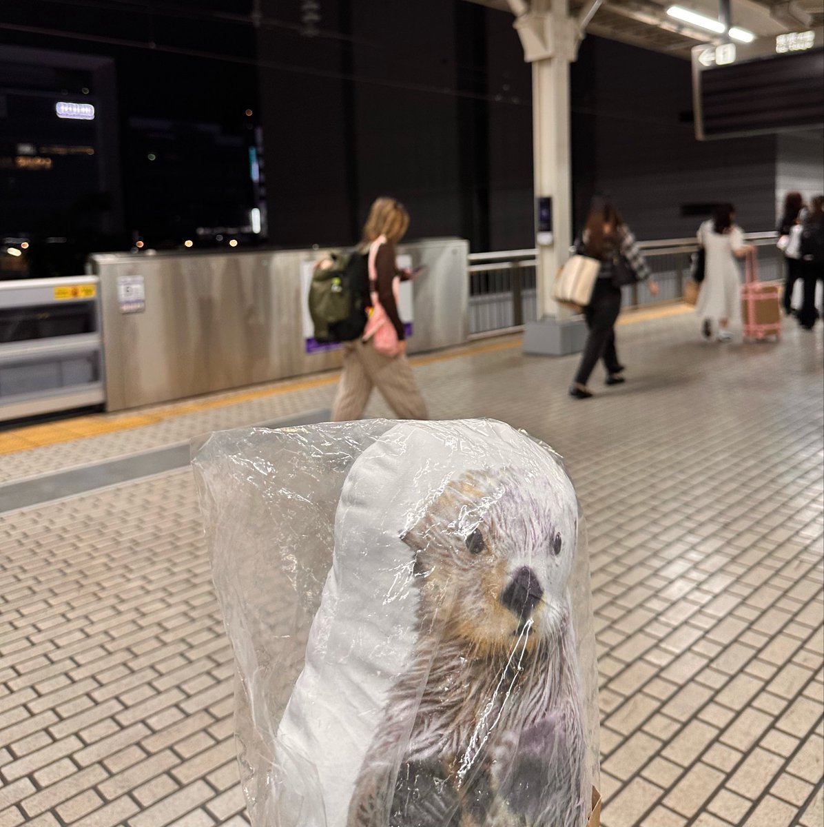 HARU_ar's tweet photo. 6月の名古屋〜鳥羽遠征の帰り道、ラッコがはみ出しすぎてて道ゆく人に笑われながら帰った時の画像でも貼るか https://t.co/jNW6DAeRPW