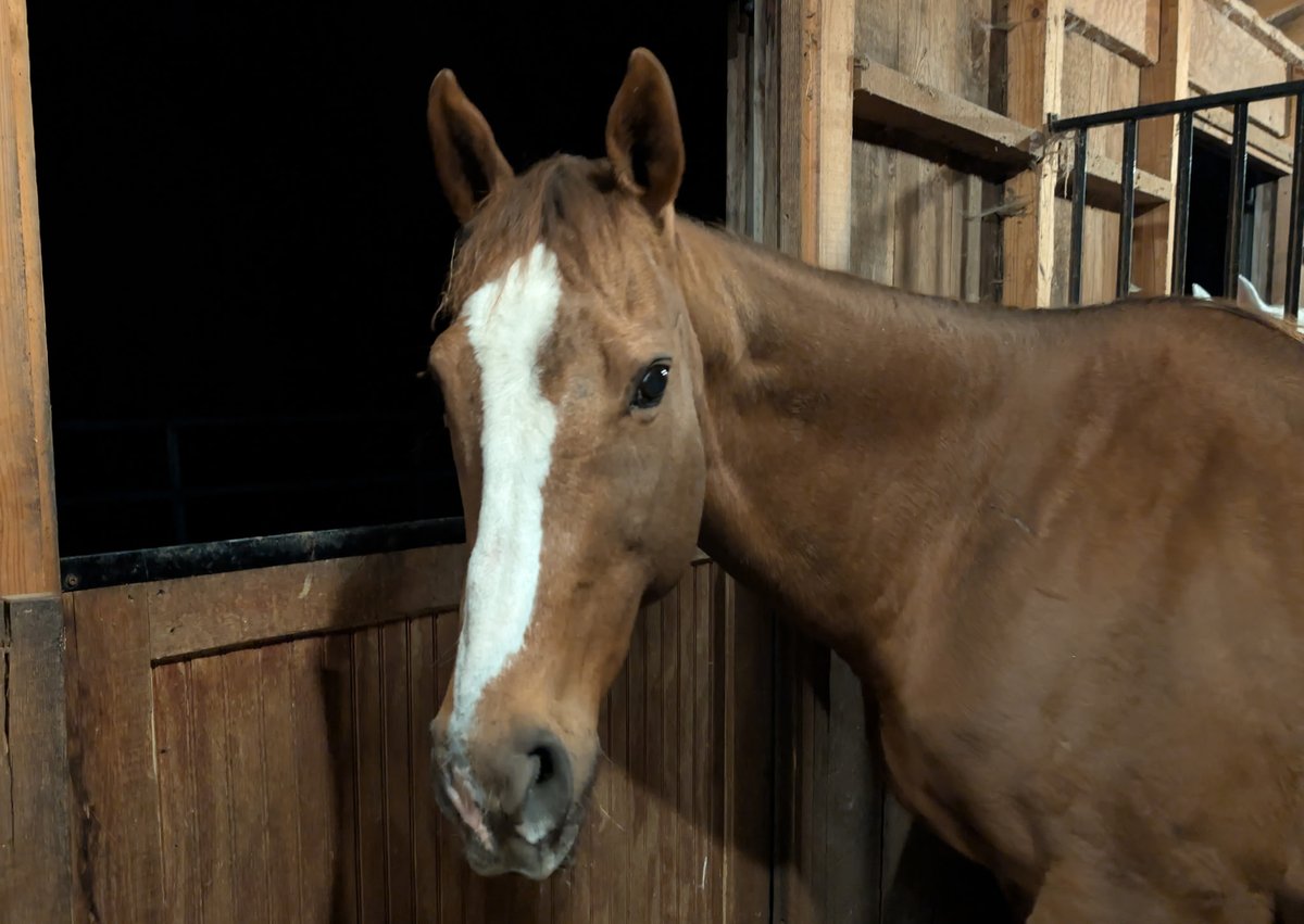 AfterFinishLine's tweet photo. Oct Hay Grant #5 Terry’s Equine Fdn-NH. $1300 for 120 hay bales. ByeByeCharlie posted 4 sale on Facebook. Owner convinced to surrender. 19y/o raced Laurel/Phili Park. $750 earned. AuntMariah arrived malnourished w/her filly. 22y/o, raced SuffolkDowns/CharlesTown then had 9 foals. https://t.co/OQ0PTZSVdI