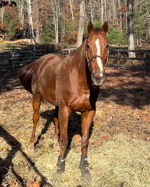 AfterFinishLine's tweet photo. Oct Hay Grant #5 Terry’s Equine Fdn-NH. $1300 for 120 hay bales. ByeByeCharlie posted 4 sale on Facebook. Owner convinced to surrender. 19y/o raced Laurel/Phili Park. $750 earned. AuntMariah arrived malnourished w/her filly. 22y/o, raced SuffolkDowns/CharlesTown then had 9 foals. https://t.co/OQ0PTZSVdI