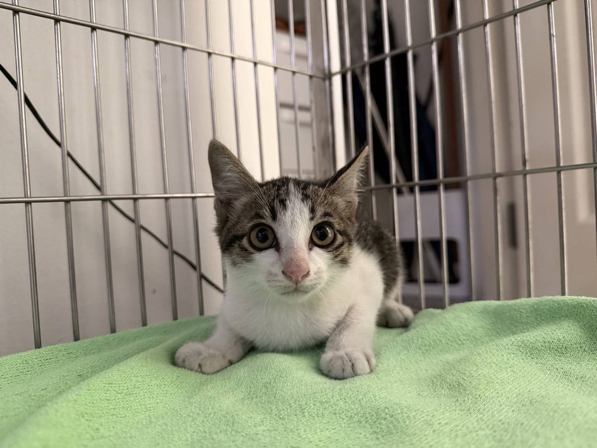 nongkapraomayo's tweet photo. น้องฝากหาบ้านให้น้องแมวค่า 🐈‍⬛

- แมวจร ติดอยู่บนหลังคามาสองสามวันแล้ว แม่แมวน่าจะคาบมาทิ้ง 
- ยังไม่ทำวัคซีนเพราะเพิ่งจับได้เมื่อวาน
- อายุ 2 เดือนกว่า ตัวผู้ ตรวจโรคแล้วไม่พบเชื้อพาโวและโคโรน่า 

- พิกัด หนองแขม บาง��อน พุทธมณฑลสาย 4 

☎️ ติดต่อ 0955269955 เท่านั้นค่ะ https://t.co/dOLM2LkprE