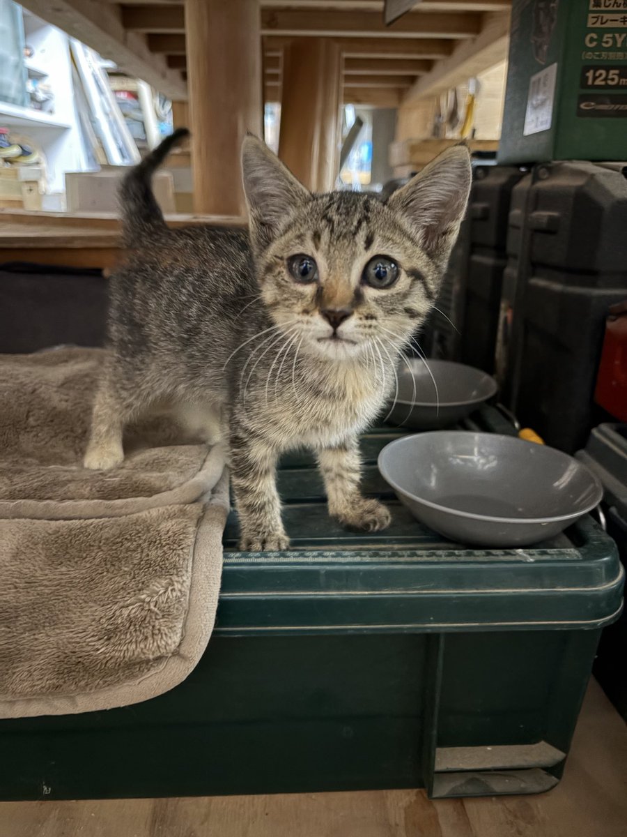 YHreaa's tweet photo. 子猫を保護したのですがどなたか飼える方はいませんか？#熊本市　#保護猫 https://t.co/HqSJylhaXk