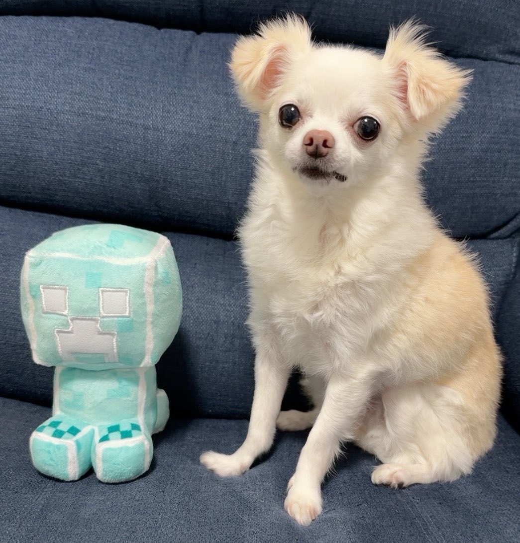 mayu__atelier's tweet photo. こんばんは🌙*.｡★*ﾟ

可愛いリンちゃん🐶🪽
大好きなマイクラのクリーパー🩵

みんなが素敵な夜を過ごせますように✨️

 #チワワ  #マイクラ https://t.co/jQaAWoz9rC