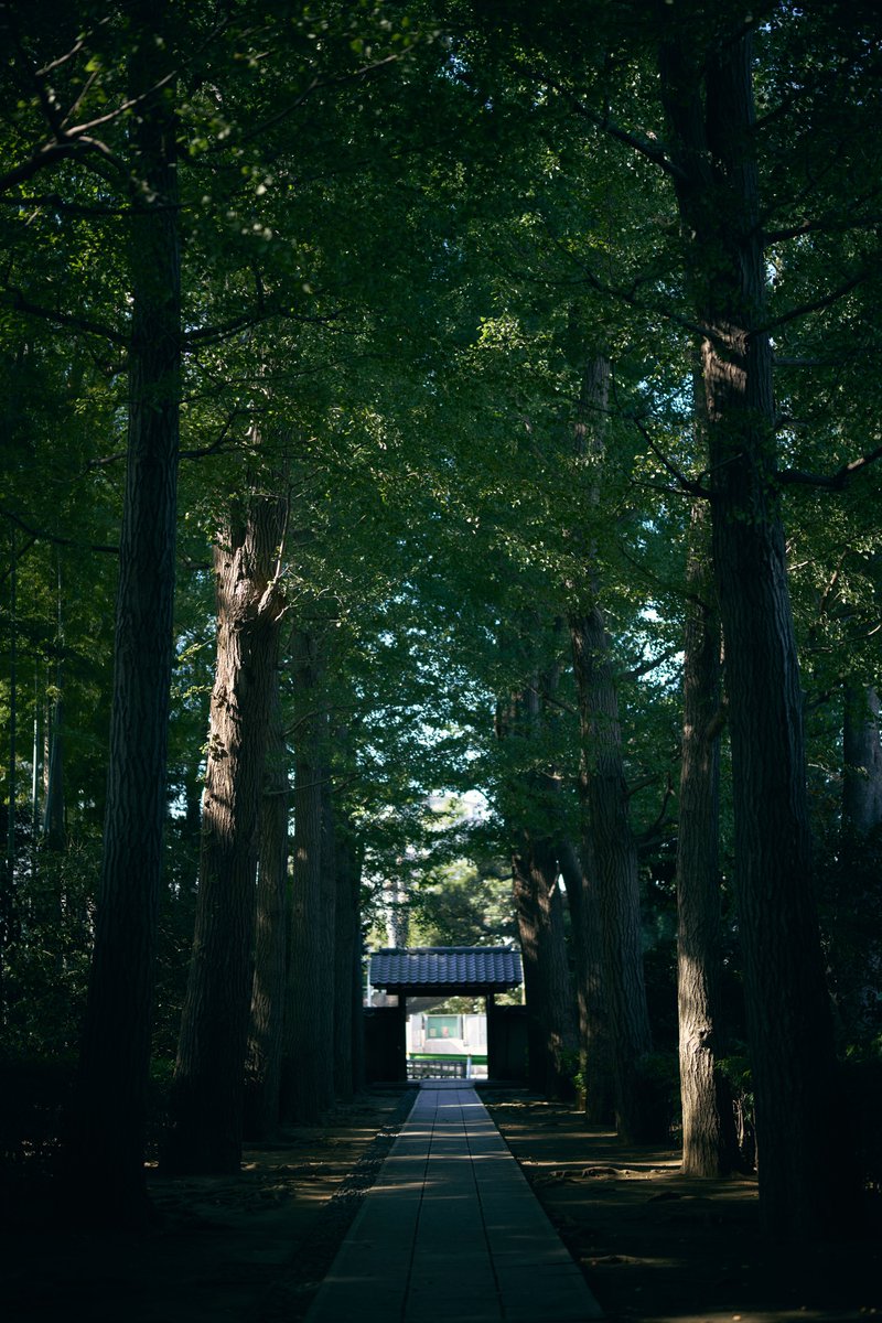 seramic's tweet photo. 大田黒公園 https://t.co/0r5oZ0fOlK