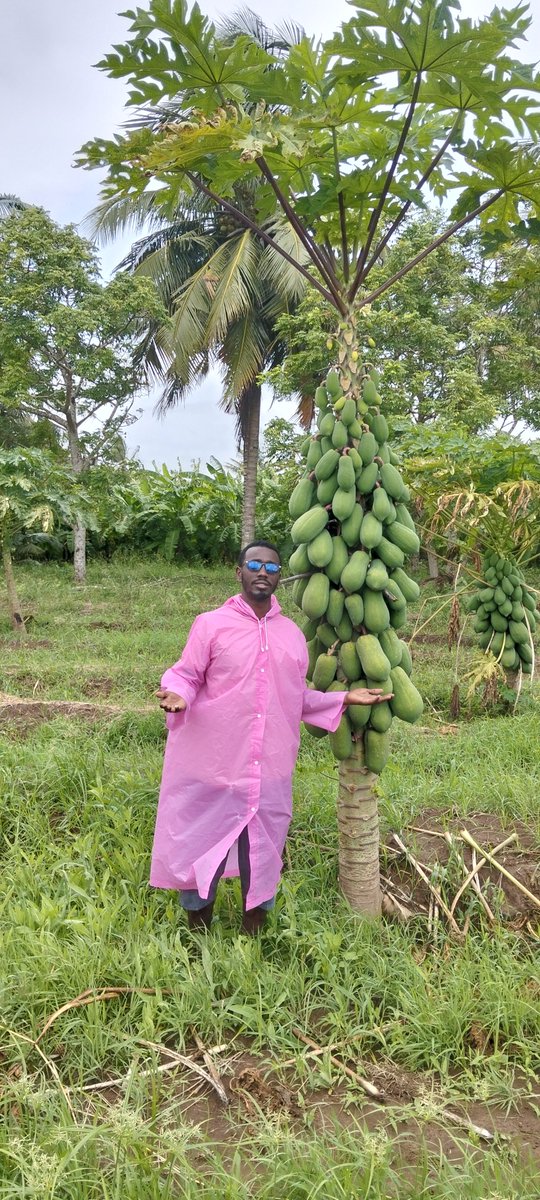 ahmedaliom's tweet photo. Living among agricultural fields gives you daily experience and new insights every day. https://t.co/yw7FjpJcZs
