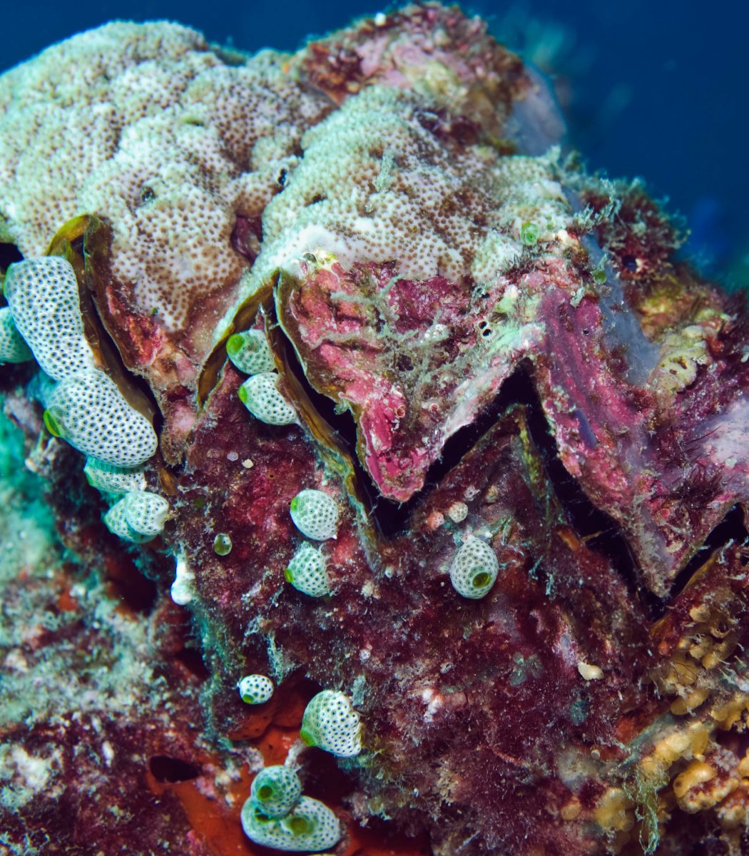 pubity's tweet photo. Scientists say the world's oyster reefs could deliver an estimated $12 trillion in ecosystem benefits if restored and protected.

Despite their massive value, around 85% of these areas have disappeared over the past century. https://t.co/9WPtKJMu9t