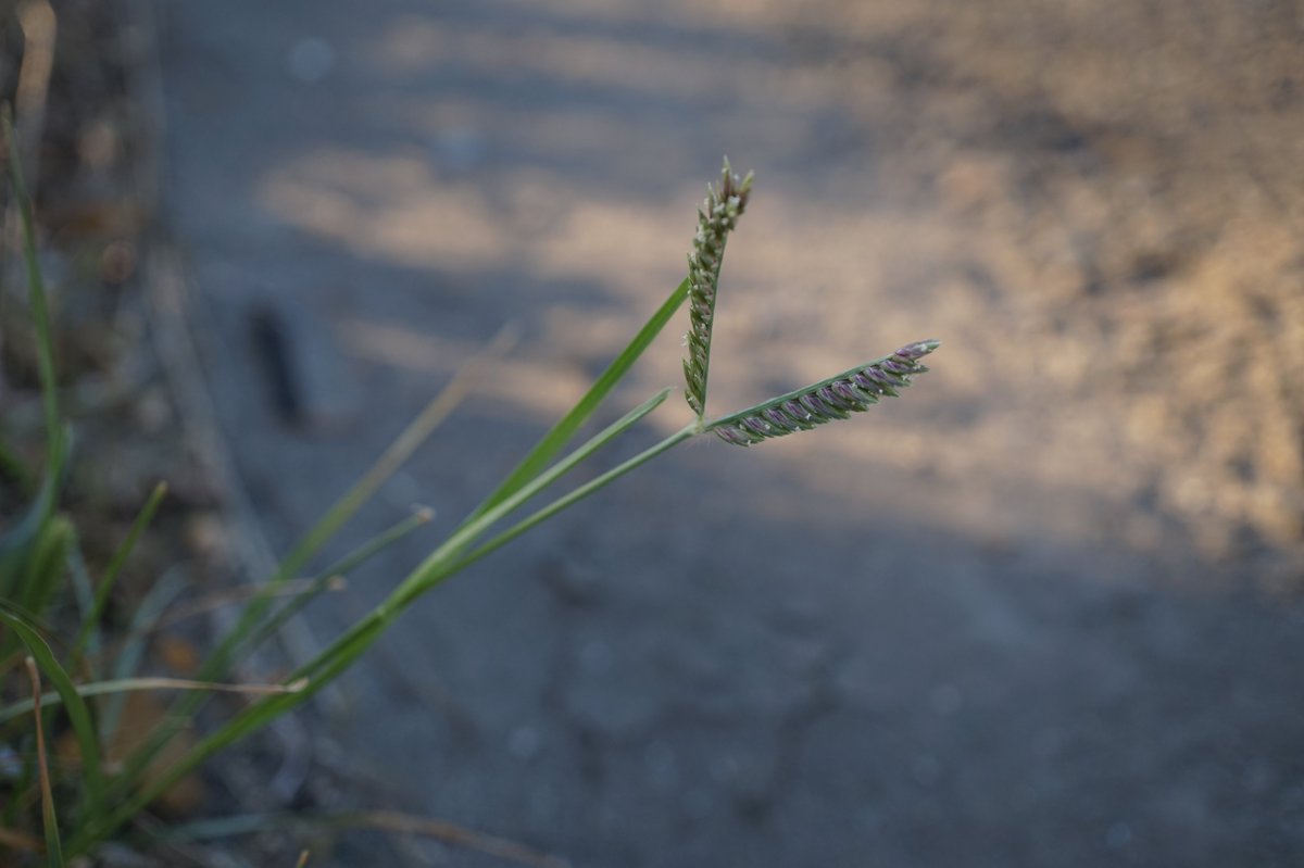 Celastrus91st's tweet photo. ズングリオヒシバ Eleusine tristachya
神奈川県川崎市にて。路傍にまとまって生えていた。総が1〜2本とオヒシバよりも少ない。南アメリカ原産の帰化植物で、神奈川県内から国内新産として報���された。 https://t.co/WTL6pWarRI