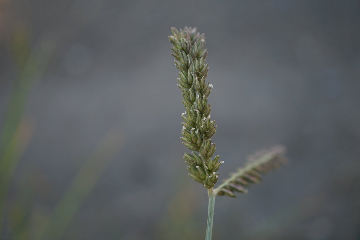 Celastrus91st's tweet photo. ズングリオヒシバ Eleusine tristachya
神奈川県川崎市にて。路傍にまとまって生えていた。総が1〜2本とオヒシバよりも少ない。南アメリカ原産の帰化植物で、神奈川県内から国内新産として報���された。 https://t.co/WTL6pWarRI