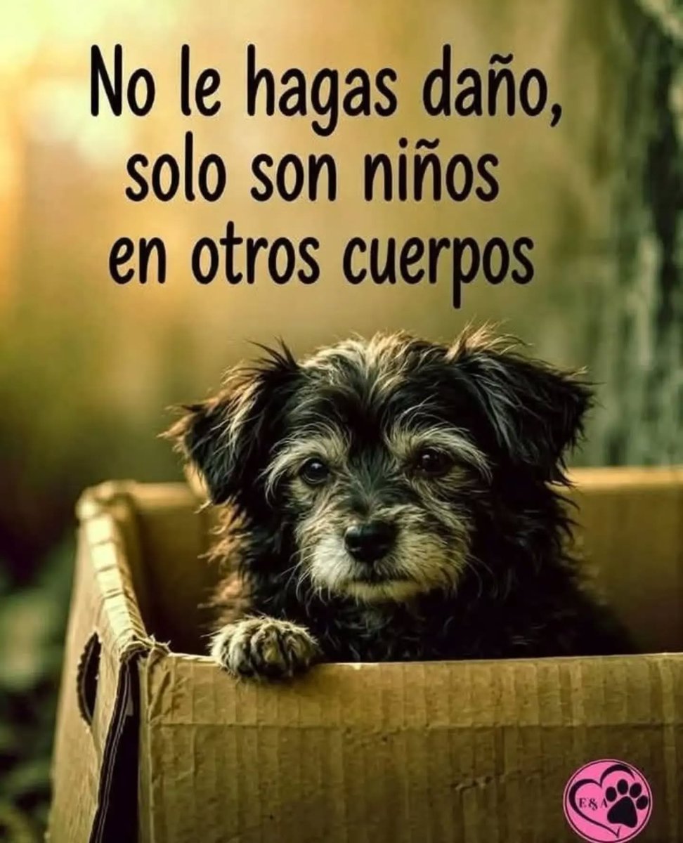 ecologicosmza's tweet photo. Niños de 4 patas 
CUIDALOS https://t.co/wJzzrSnt7b