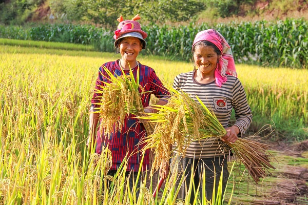 Baphs1's tweet photo. [The sheath glints in the sun as the skilled farmer hauls a bundle of fresh rice stalks from the耘 field, earning well-deserved high praise for his hard work.]， https://t.co/hg9bjf6pKk