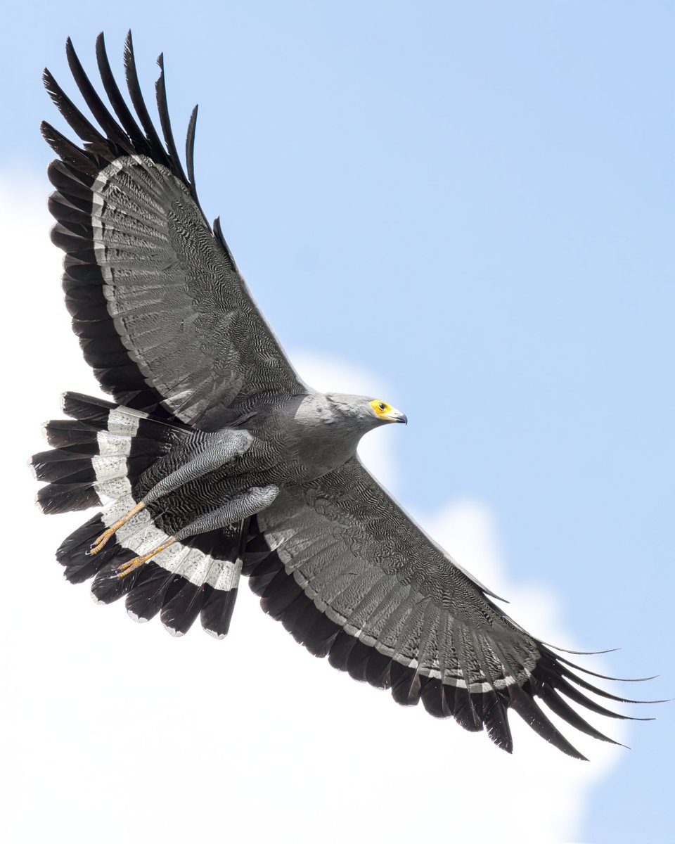 Kenyabirder's tweet photo. African Harrier-Hawk in Murang'a https://t.co/UC3vuOXAkW
