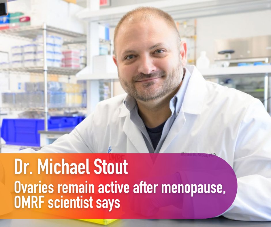 OMRF's tweet photo. For decades, women’s health experts have operated under the assumption that ovaries become dormant after menopause. But recent studies suggest that’s simply not true.

Read more: https://t.co/csq6wu1Iv2 https://t.co/3rk8xRWTsP