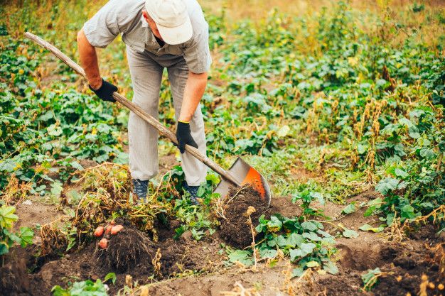 JpDelights's tweet photo. extraordinary.

Thank you to the farmers who grow the food that makes our food possible. ❤️

#JPsDelights #NationalFarmersDay #SupportLocalFarmers #LocalFood #FarmToTable #ReduceFoodWaste #SouthFlorida https://t.co/fKeecwIYcP