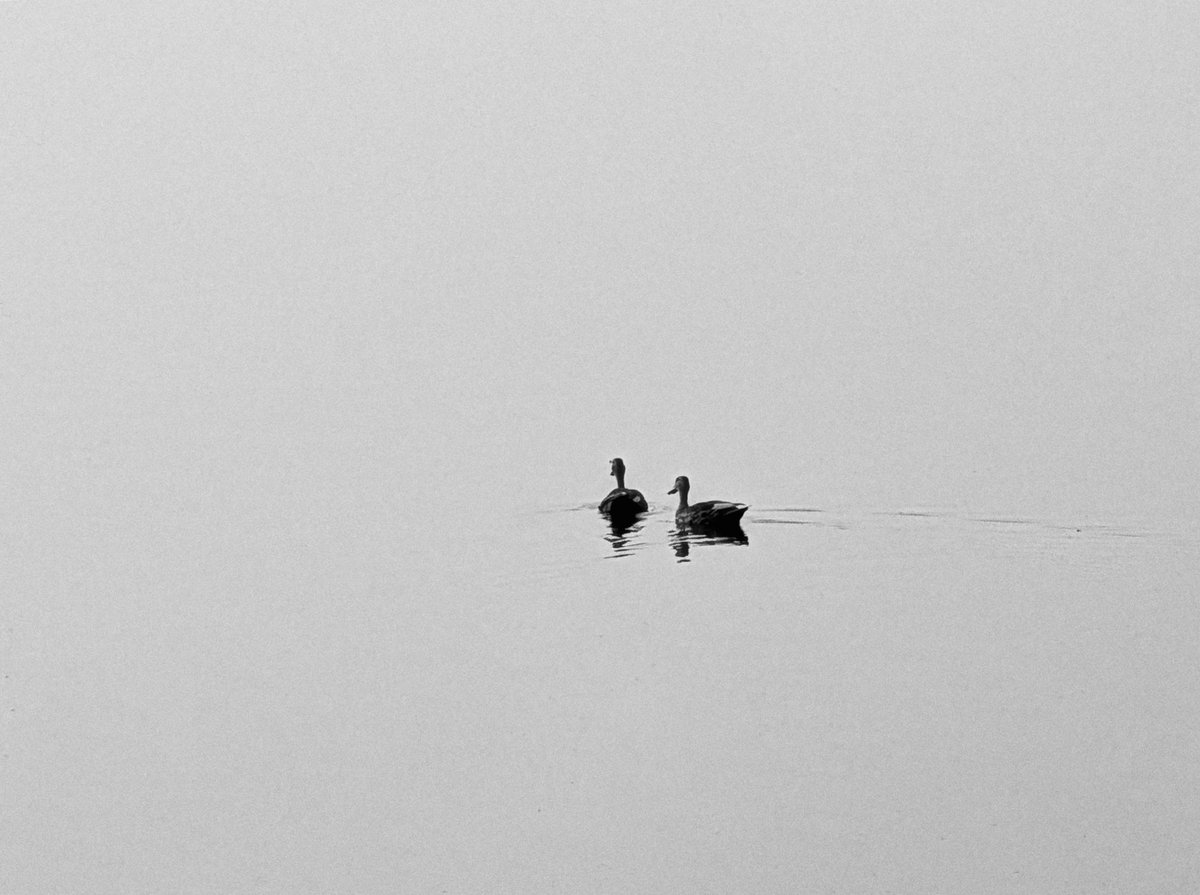 aneeswanders's tweet photo. A Quiet Togetherness

Two souls drifting through the silence, leaving only ripples behind.

#Minimalism #BlackAndWhitePhotography #WildlifePhotography https://t.co/dMlGpHhElw