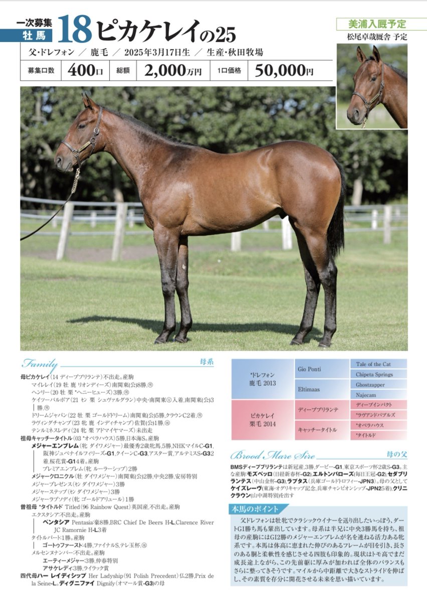 OriAkitaFarm's tweet photo. 生産馬のピカケレイ2025♂(ドレフォン)がノルマンディーオーナーズクラブ様にて先行募集中です！
本馬は兄ヘンリーを超えるべく配合し、狙い���りの無駄のない、しなやかな筋肉を持って産まれてきました。
今からデビューが楽しみでなりません。
皆様宜しくお願い致します。
https://t.co/t5stR7uDis https://t.co/kAPkTBMQ64