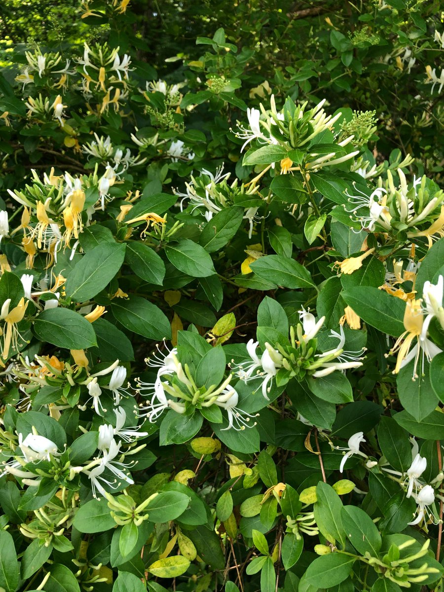 AndreaMerrell's tweet photo. The Write Editing: Savoring the Honeysuckle Story - What memories either fuel your love for story or direct your favored genre choices, those you savor most?https://t.co/9VKvpi1L4P #amwriting #writerslife https://t.co/8q8KMICdf8
