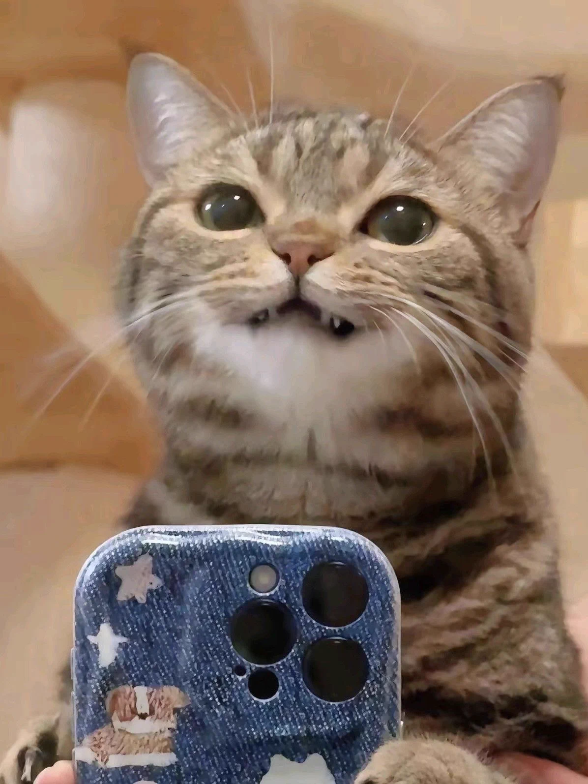 omar as cats 🐈‍⬛ on X / X