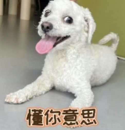 okdg5x's tweet photo. 我现在每天就是很呆傻的过，边耍起变过🙂 https://t.co/JaCMseIXyi