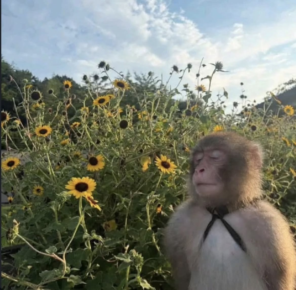 hopecore_core's tweet photo. no thoughts. just sunflowers. https://t.co/MOy10M7XEw