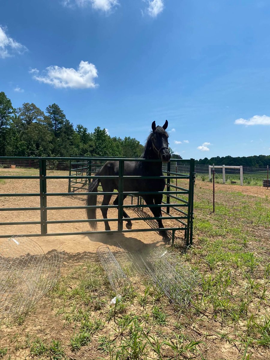 dcopechatter's tweet photo. SHARED FROM ELI YODER:

"Now, the truth finally comes out that the state of New York wants the Amish people‘s properties and land so they can build their data centers. How disgusting! 🤮 The Amish of Central New York told the seditious Governor Kathy Hochul they would pack up, abandon their farms and leave if the Governor tried forcing vaccines on their children. The Governor fined them over $100,000 and demanded they comply anyway.  
    When the Amish decided to fight back, taking the wicked Governor to court, Hochul's minion Senator Fahy drew up even more legislation to pressure them to leave, attacking their children again, this time through an anti-homeschooling bill. 
  Tens of thousands of acres of cleared Amish farmland are at stake. The Amish have spent decades clearing their land by hand and horse. The hard work has been done. 
    But if the Governor has her way, the Amish will be forced to sell that cleared land to the solar farms and data centers knocking on the doors for it. 
   Who will help the Amish stand up to this maniacal Governor? We need to expose this on social media and we need to get the right people involved to represent the Amish and help them fight This evil demonic power and control of New York."

NEW YORKER VOTERS NEED TO WAKE UP TO THE TYRANNY OF THE DEMOCRAT PARTY IN NEW YORK!