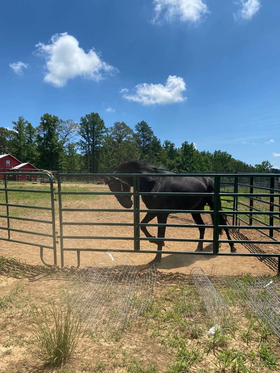 dcopechatter's tweet photo. SHARED FROM ELI YODER:

"Now, the truth finally comes out that the state of New York wants the Amish people‘s properties and land so they can build their data centers. How disgusting! 🤮 The Amish of Central New York told the seditious Governor Kathy Hochul they would pack up, abandon their farms and leave if the Governor tried forcing vaccines on their children. The Governor fined them over $100,000 and demanded they comply anyway.  
    When the Amish decided to fight back, taking the wicked Governor to court, Hochul's minion Senator Fahy drew up even more legislation to pressure them to leave, attacking their children again, this time through an anti-homeschooling bill. 
  Tens of thousands of acres of cleared Amish farmland are at stake. The Amish have spent decades clearing their land by hand and horse. The hard work has been done. 
    But if the Governor has her way, the Amish will be forced to sell that cleared land to the solar farms and data centers knocking on the doors for it. 
   Who will help the Amish stand up to this maniacal Governor? We need to expose this on social media and we need to get the right people involved to represent the Amish and help them fight This evil demonic power and control of New York."

NEW YORKER VOTERS NEED TO WAKE UP TO THE TYRANNY OF THE DEMOCRAT PARTY IN NEW YORK!