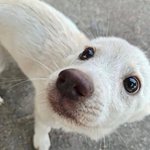 Photo by Puppies (@PicturesPups)