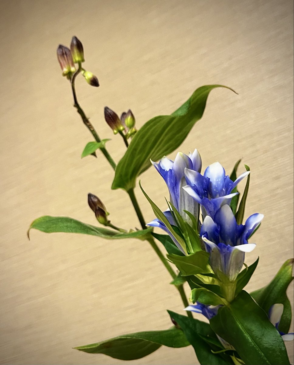 tsumikimix's tweet photo. 夜の花あそび。

よこバルさんからの帰り道、八百一に寄ったら竜胆が綺麗だったので。
一本だけじゃ淋しいかなと思って、ホトトギスも一緒に。 https://t.co/L62TWsfiyr