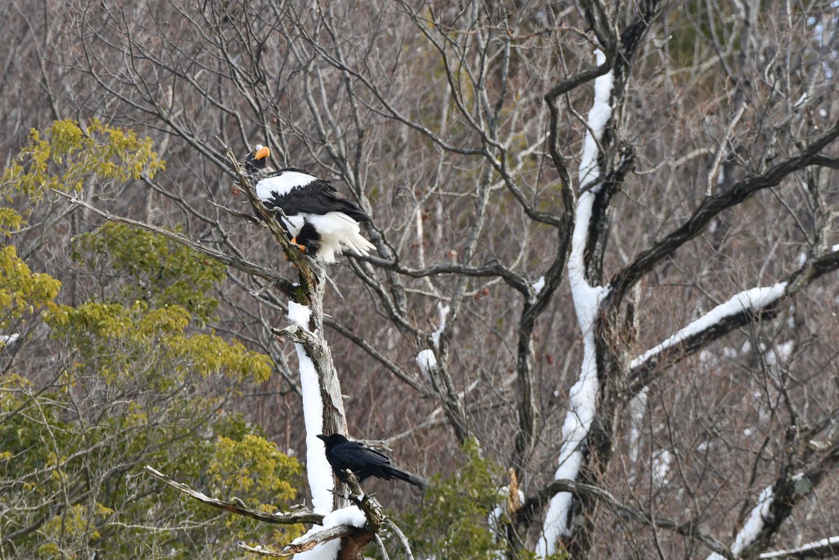 shemomi's tweet photo. 昨年二月、湖北野鳥センター。オオワシ、タシギ、スズメ。雪の中のスズメは、写真集の切り取りのようでした。 #オオワシ #タシギ #スズメ https://t.co/q09HRQbt7k