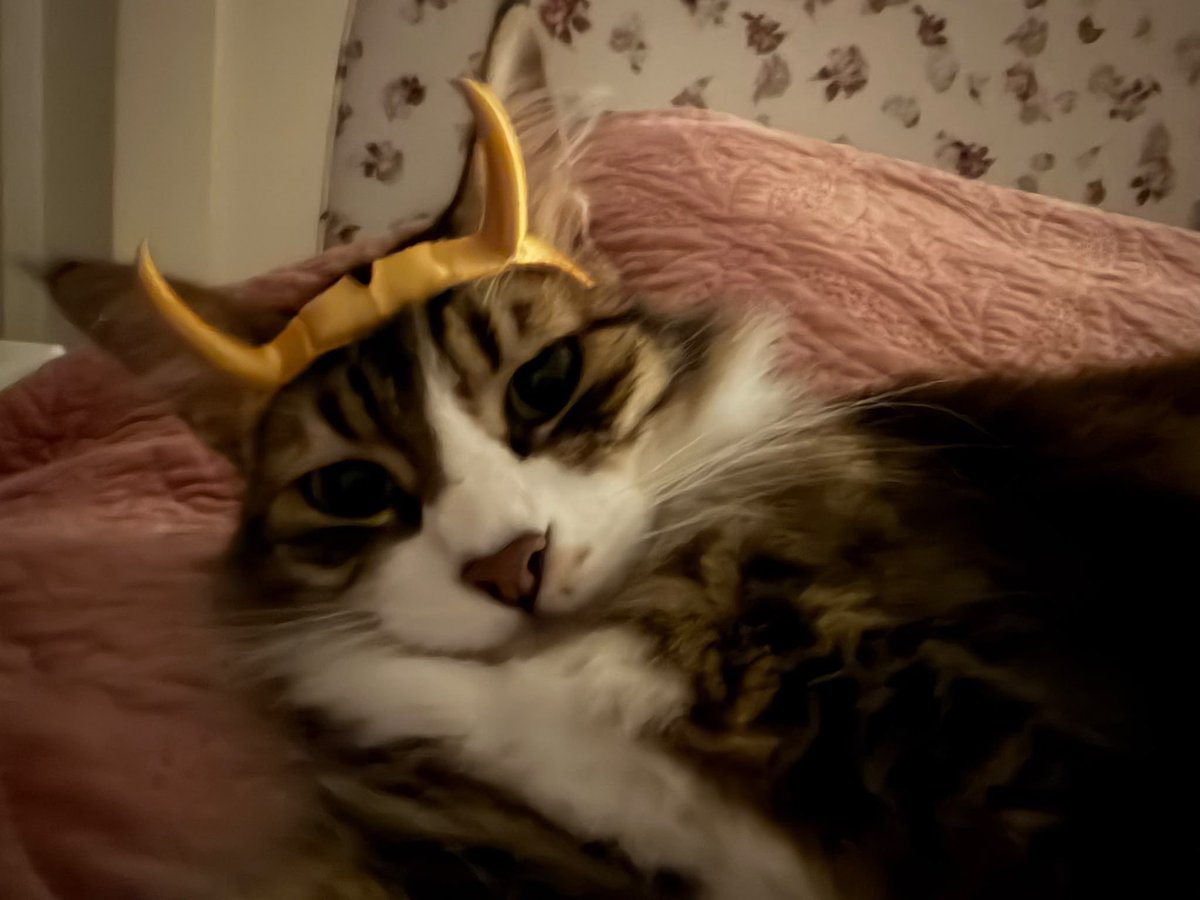menhandler's tweet photo. loki cosplayi yapan loki https://t.co/25F9ysMS3R