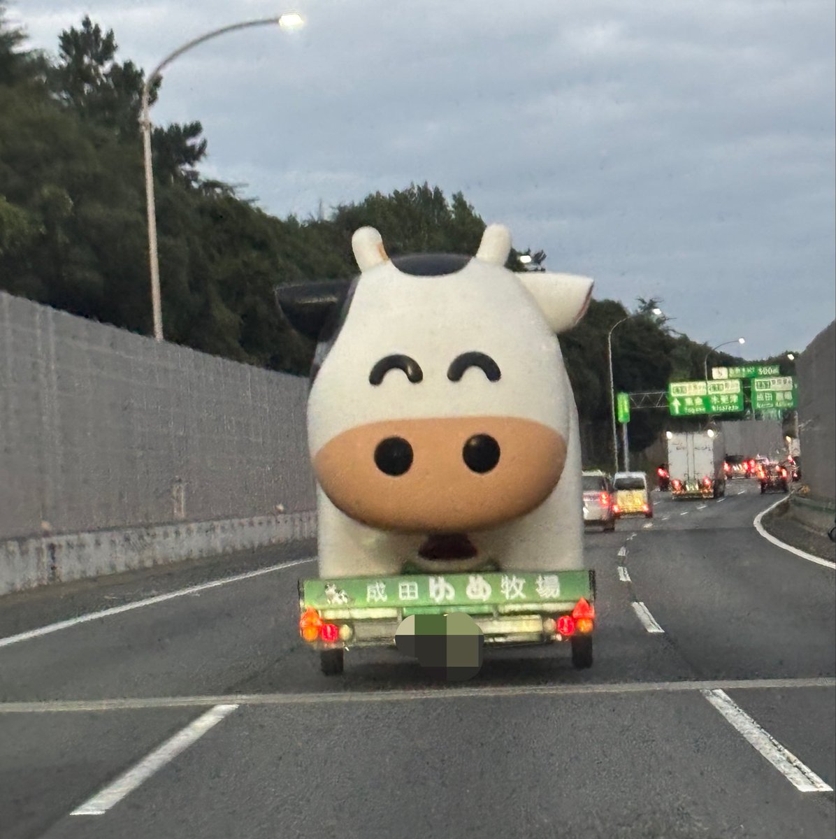amicotan's tweet photo. 東関道走ってたらなんかかわいいのいた🐮
NO MILK,MOW LIFE！
#成田ゆめ牧場 https://t.co/FWphcsNUYV