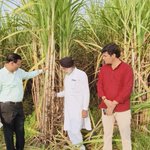 Photo by District cane officer Pilibhit (@CaneDistrict)
