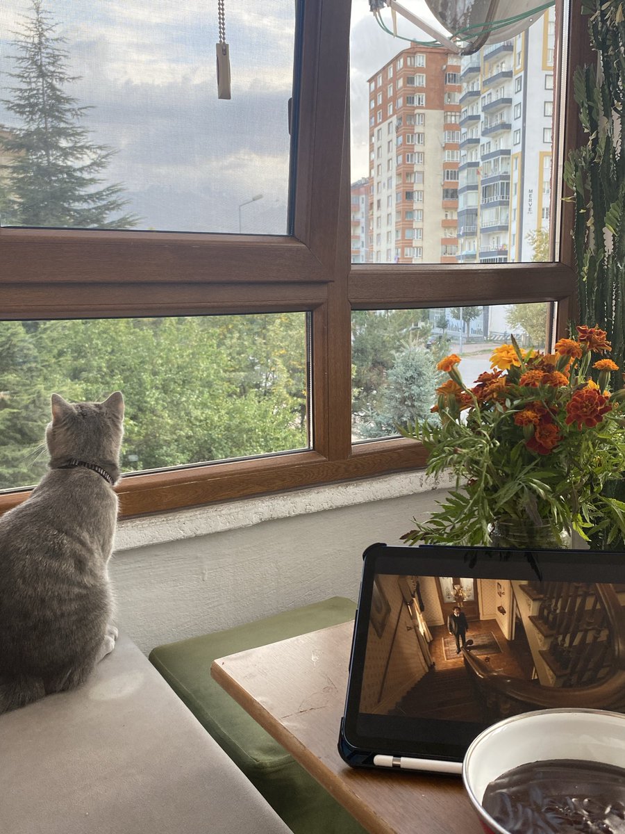 azraca777's tweet photo. Katze, Pudding, Blume https://t.co/t7pcgaWFNA