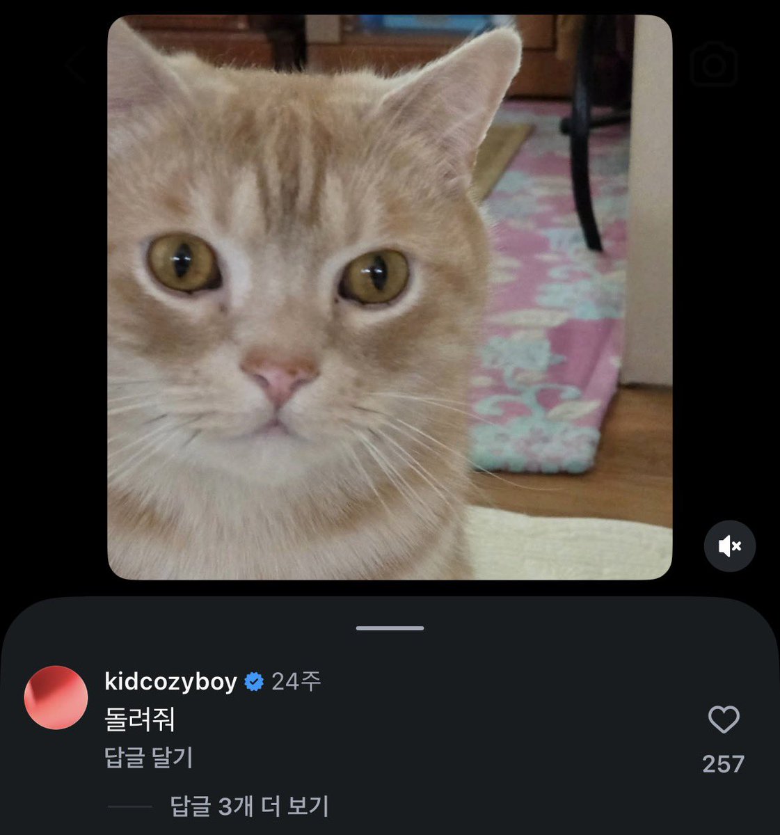 nvurxv's tweet photo. 키드밀리 경덕이 본가에 맡겻다가 어머님이 정들어서 안돌려줘가지고 돌려달라고 외친사건을 아시는분.. ㄱㅇㅇ https://t.co/EcDiDKq9Uv