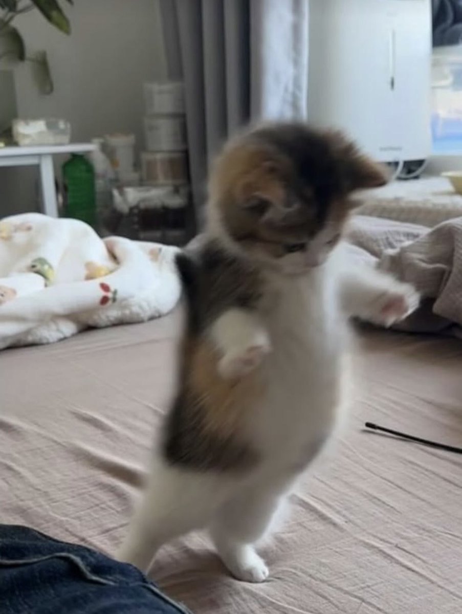 phiangporpor's tweet photo. น้องป๋อ น้องเวฟ be like https://t.co/GBEp1FRjVR
