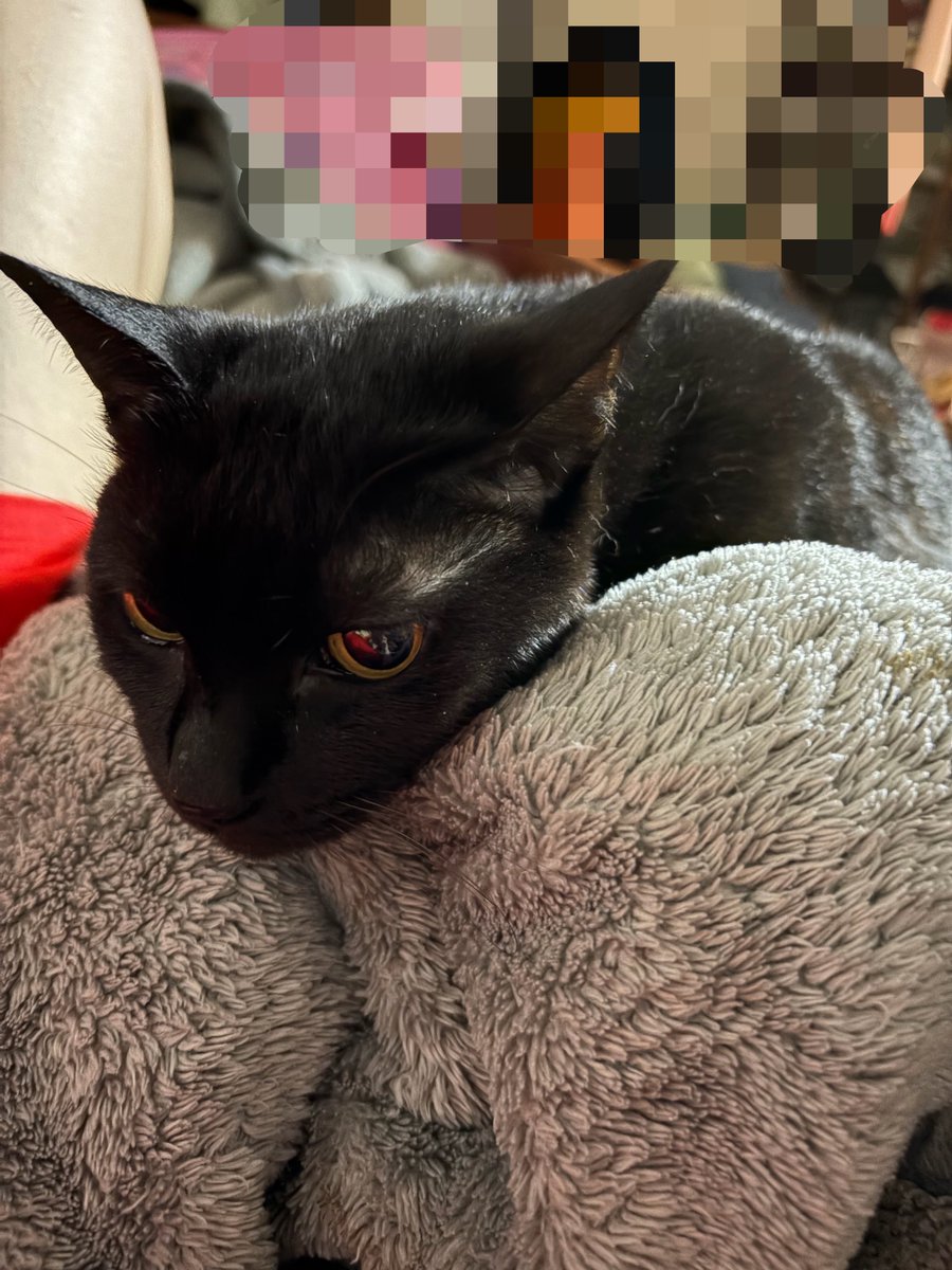 P0H0B0's tweet photo. うちの猫みて(唐突) https://t.co/V2I6yo5IoC