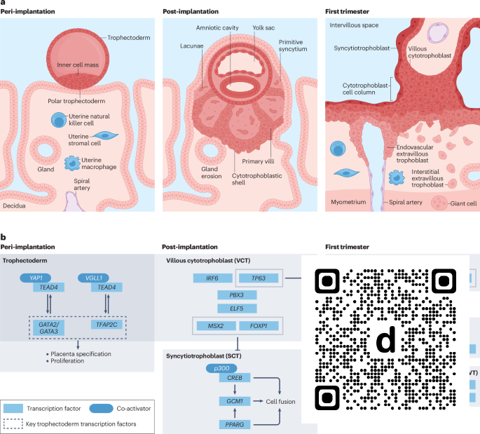 NatureRevGenet's tweet photo. New online! Gene regulation at the early human maternal–fetal interface dlvr.​it/TVtPqb https://t.co/XWl85y5NAg