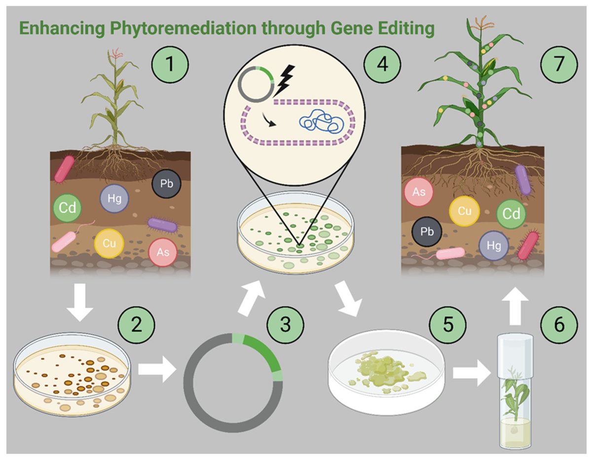 LifesciMdpi's tweet photo. 🌿 Using plants as environmental cleaners.

This review highlights advances in phytoremediation and how biotechnology could improve the removal of heavy metals from polluted environments.

🔗 https://t.co/U3uQXMEc8u

#PlantsJournal #Environment #Phytoremediation #GreenTechnology https://t.co/5SD81qCCP7