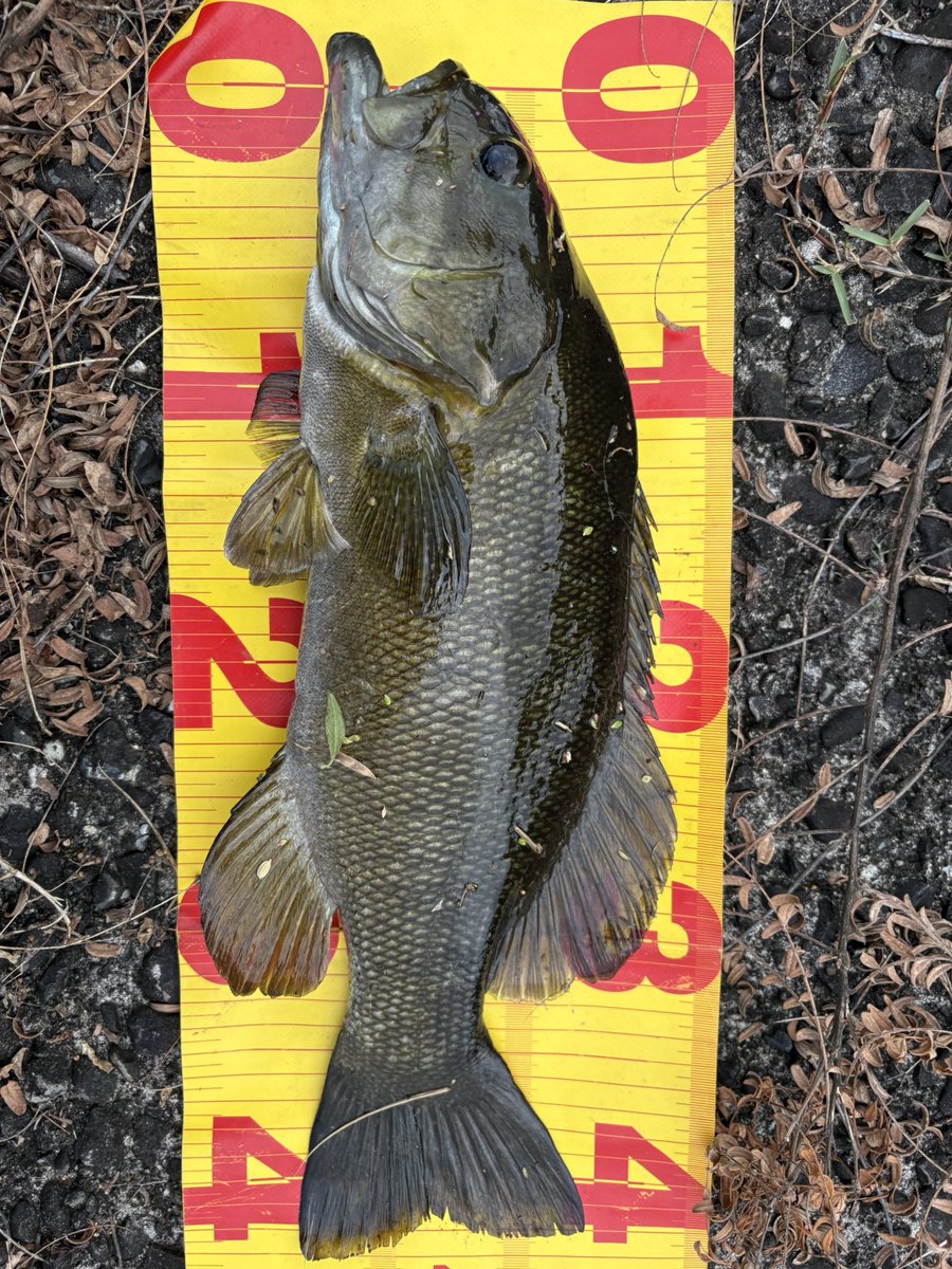 MCREEK3's tweet photo. 一日頑張りましたが45up釣れず、、
毎年この時期は難しい　絶好調で見切っちゃうんだろなぁ https://t.co/v5AUoecOZk