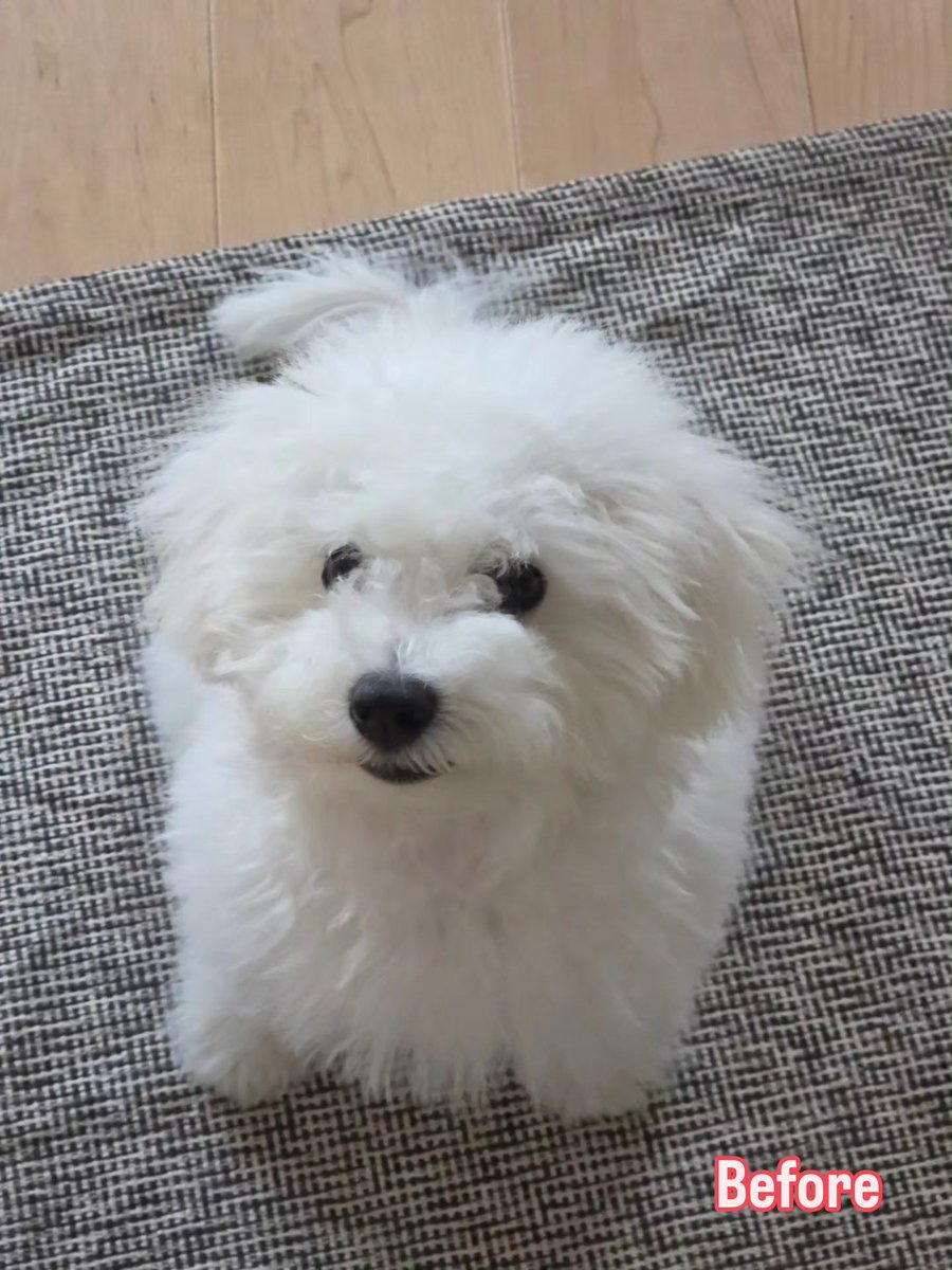 DensukeIde's tweet photo. 初めてのトリミング
どなた様？　別犬？
あまりの変わりようにビックリ
#ボロビション #ふくのすけ #fukunosuke https://t.co/123DfX4mY0