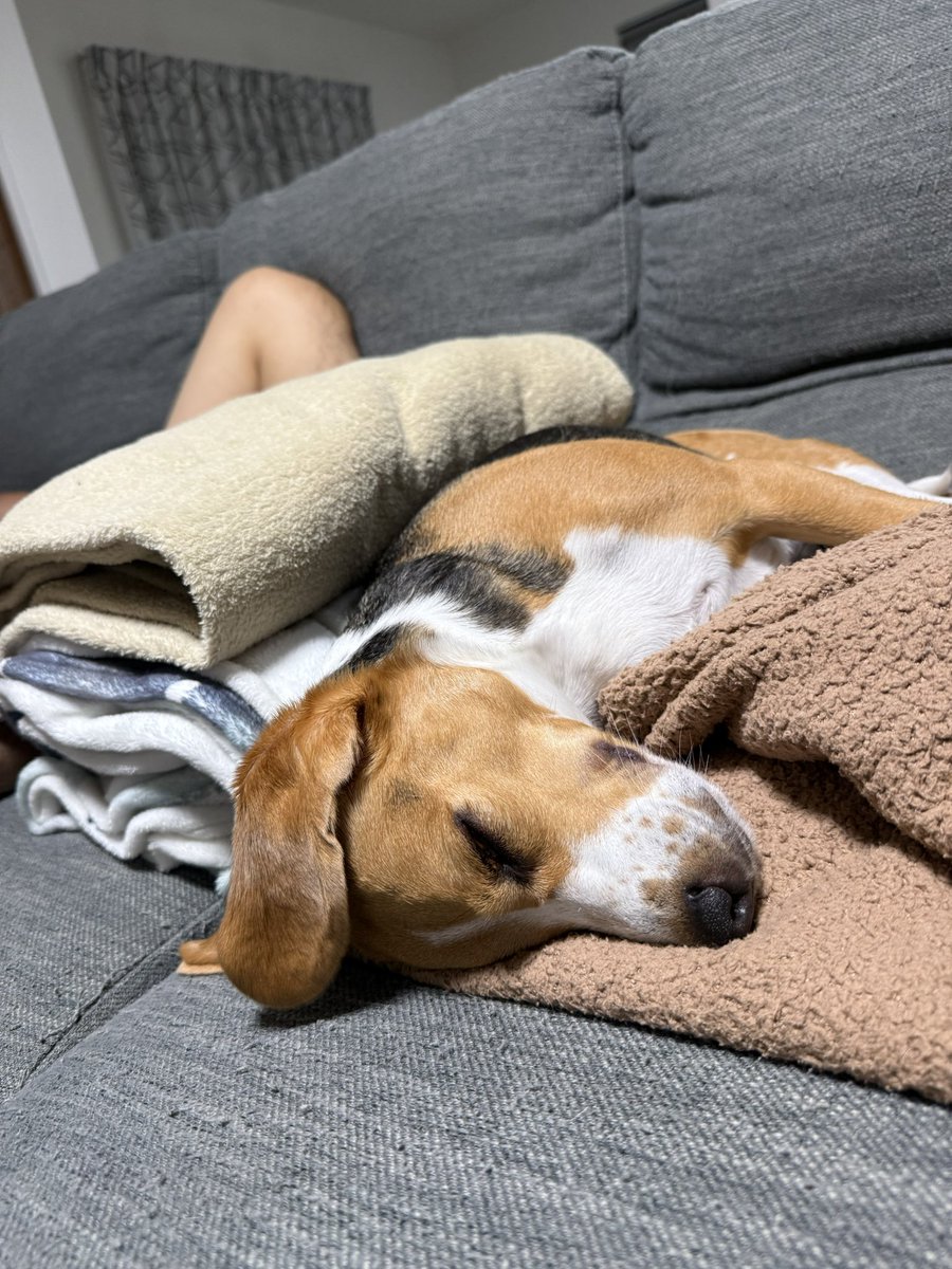 monaka_beagle's tweet photo. 昨日のキャンプ後爆睡ワン🐶💤 https://t.co/JfcBznWEo8
