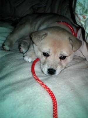 solblaze's tweet photo. ククク、明日から働く社畜どもに子犬時代の雑種犬の支給だ！ https://t.co/0iTCKG9VOl
