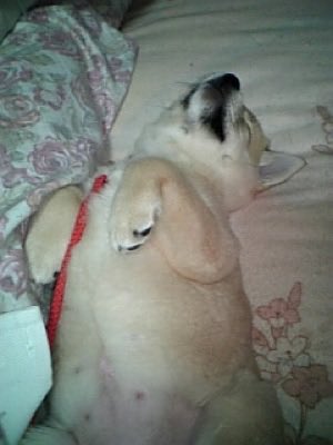 solblaze's tweet photo. ククク、明日から働く社畜どもに子犬時代の雑種犬の支給だ！ https://t.co/0iTCKG9VOl